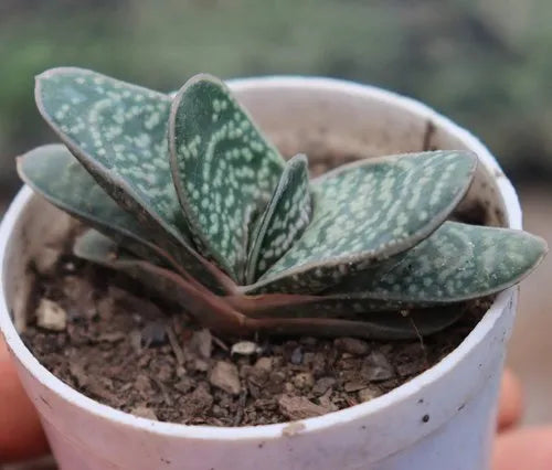 Gasteria (Bare Rooted)