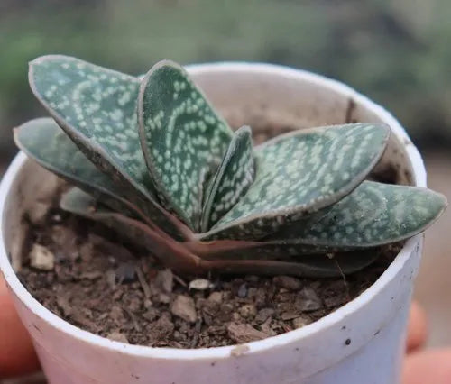 Gasteria  (With Soil, Plant & Pot)