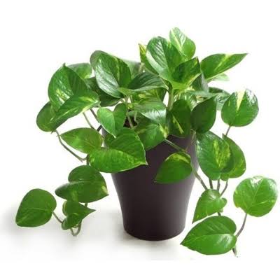 Money Plant (With Pot)