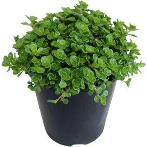 Rose Sedum Grass (With Soil, Plant & Pot)